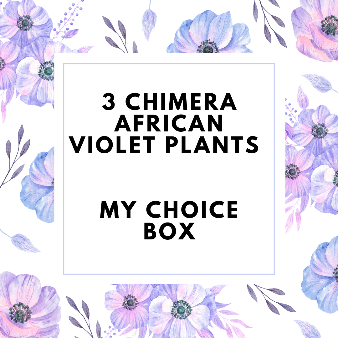 My Choice - 3 Plant Chimera Box