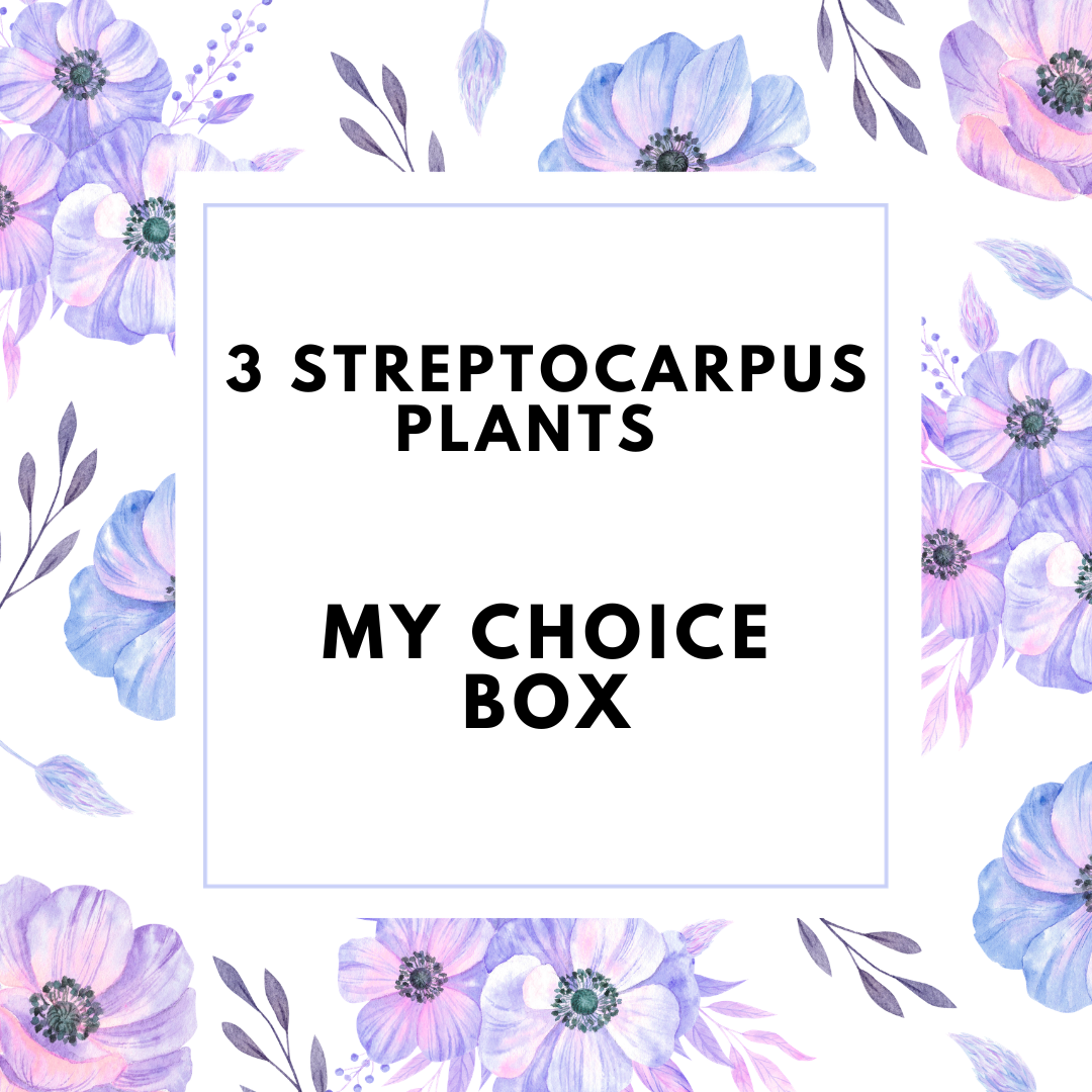 My Choice - 3 Plant Streptocarpus Box