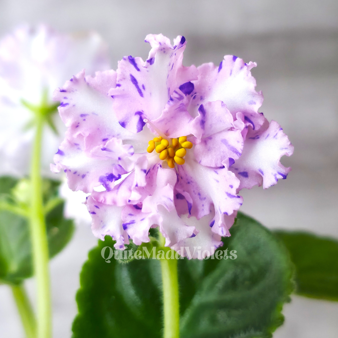 Nik-Morning Magic (Nik-Magiya Utra)