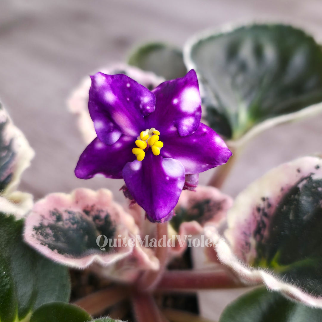 Dn-Tropical Bird (Dn-Tropichna Ptashka)