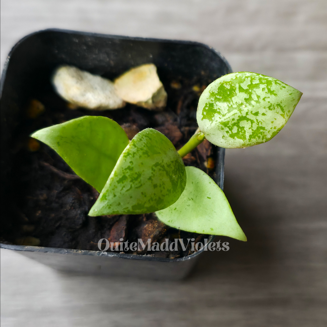 Hoya Lacunosa Tiger Skin