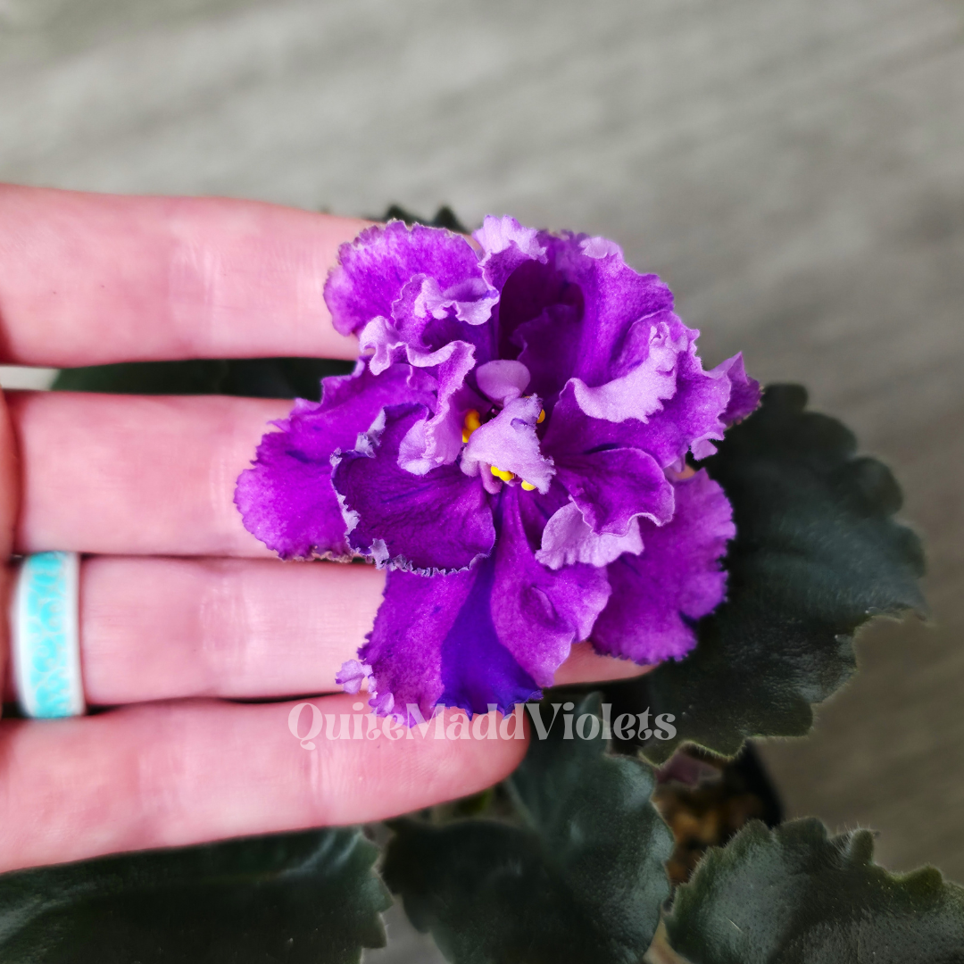 Dn-Magic Flower sport (DN-Charivna Kvitka sport) 2
