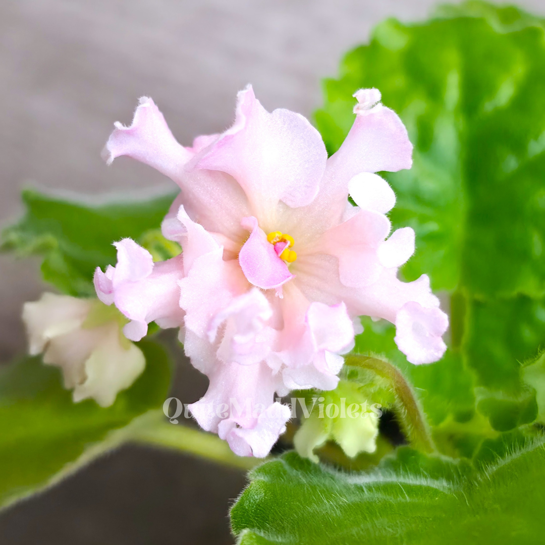 3 Plant African Violet Box