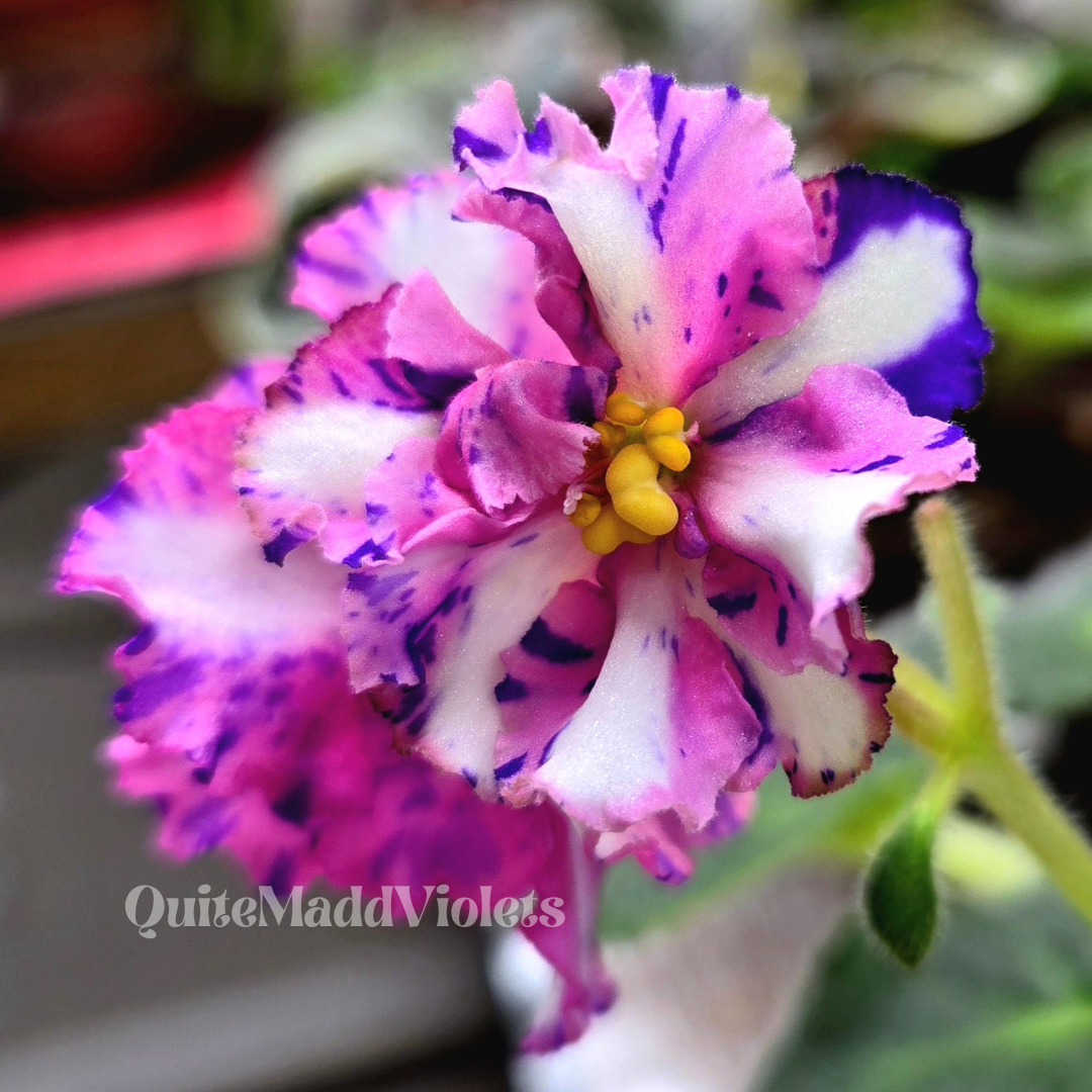 Carnation Sprinkles