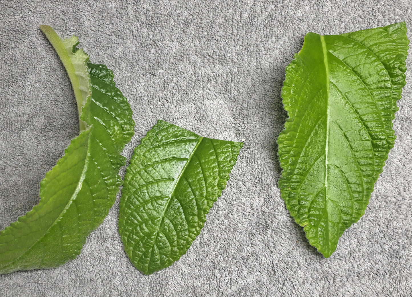 DS-Deep Purple