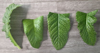 LEAF SECTION -- DS-Mother of Order