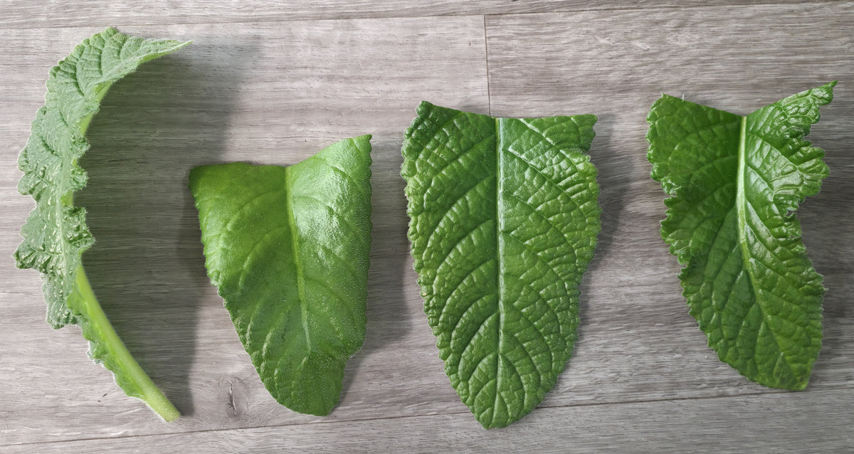 LEAF SECTION -- DS-Indigo