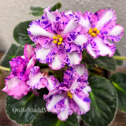 Carnation Sprinkles