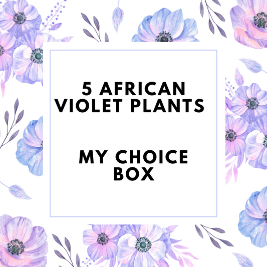 My Choice - 5 Plant African Violet Box