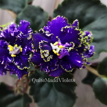 Alen-Night Rose Lux (Alen-Nichna Troyanda Lyuks)