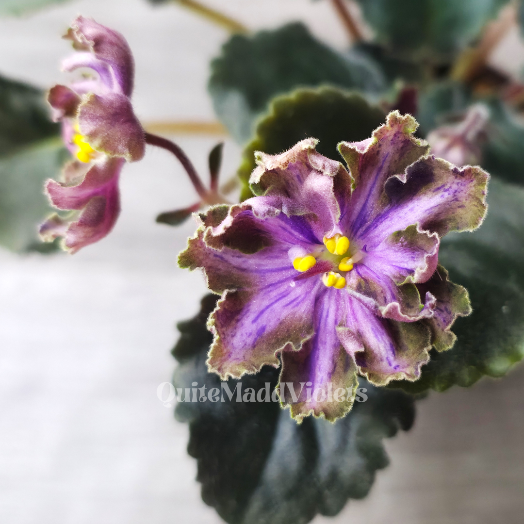 Dn-Magic Flower (DN-Charivna Kvitka)