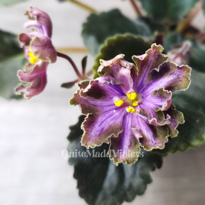 Dn-Magic Flower (DN-Charivna Kvitka)