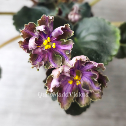 Dn-Magic Flower (DN-Charivna Kvitka)
