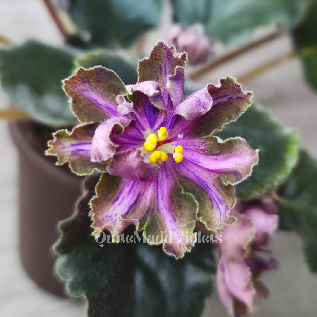 Dn-Magic Flower (DN-Charivna Kvitka)