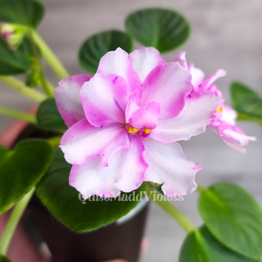 MK-Wind of Change Pink (MK-Veter Peremen Pink)