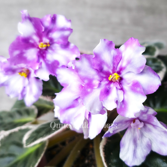 Rivermist Razzleberry