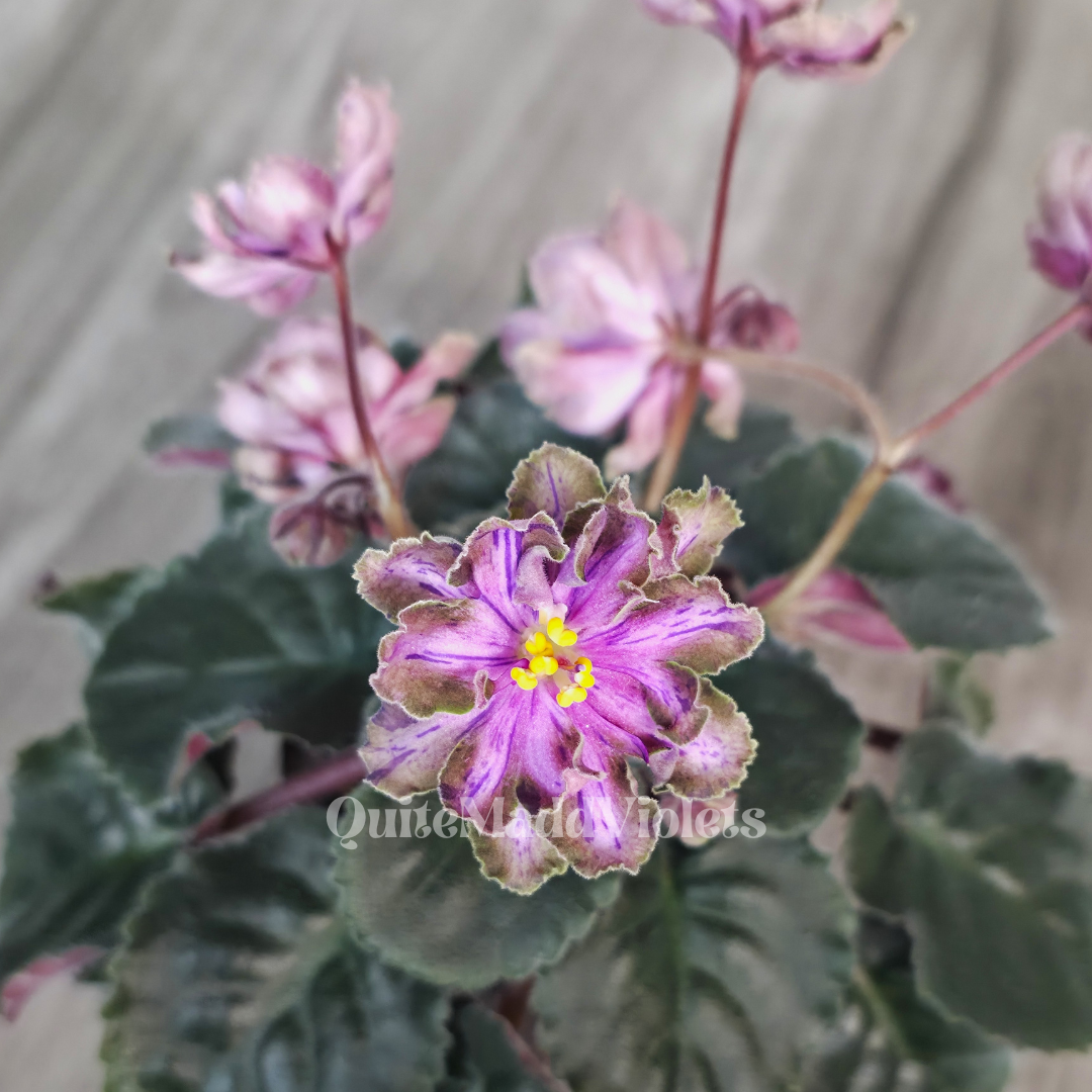 Dn-Magic Flower (DN-Charivna Kvitka)
