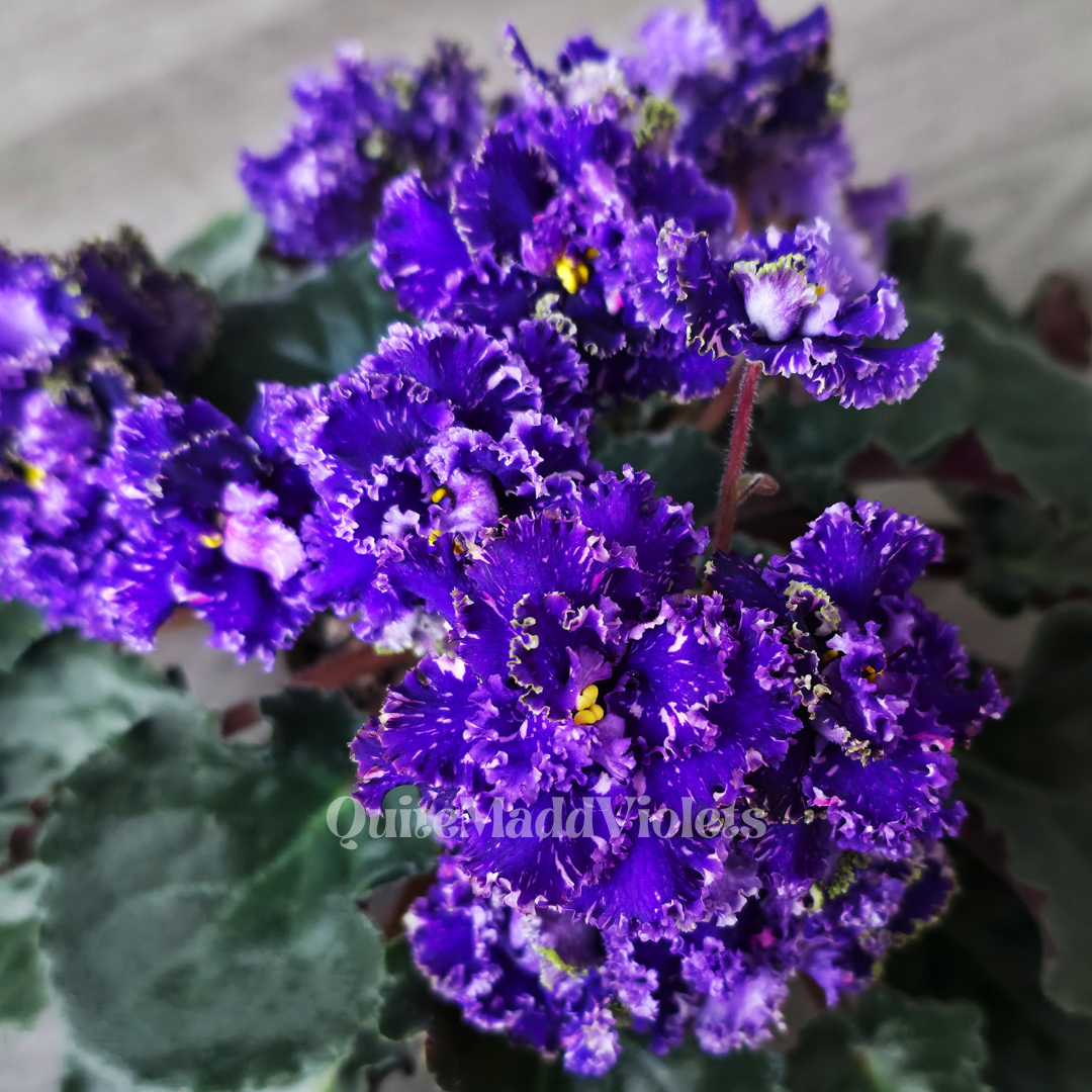 Alen-Night Rose Lux (Alen-Nichna Troyanda Lyuks)