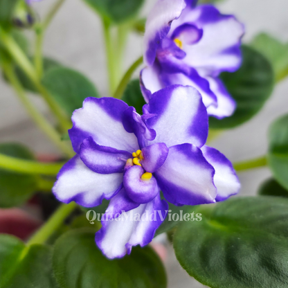 MK-Wind of Change Purple (MK-Veter Peremen Purple)