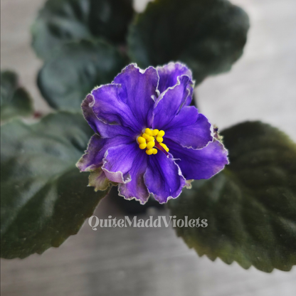 Dn-Magic Flower sport (DN-Charivna Kvitka sport)