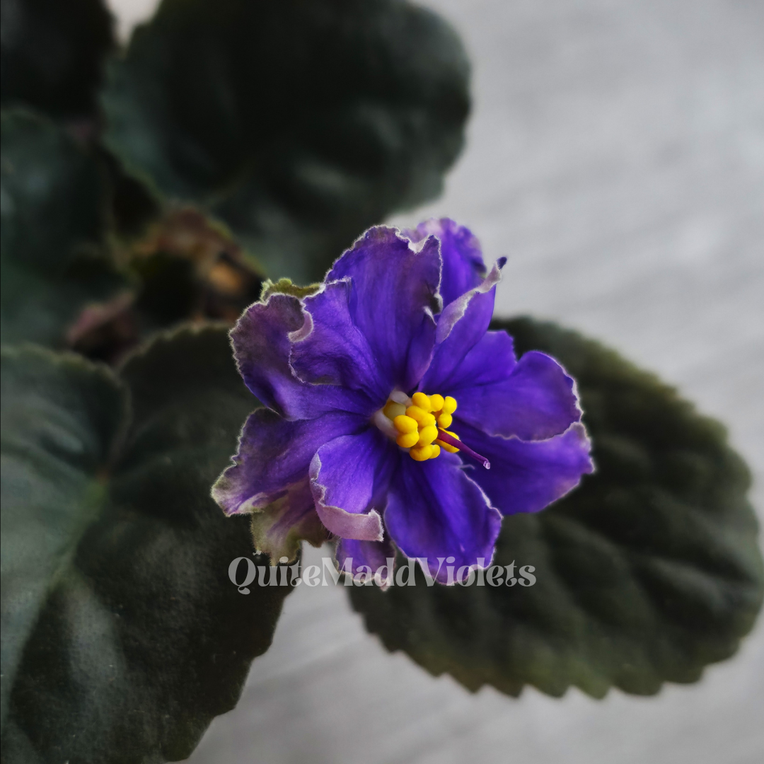 Dn-Magic Flower sport (DN-Charivna Kvitka sport)