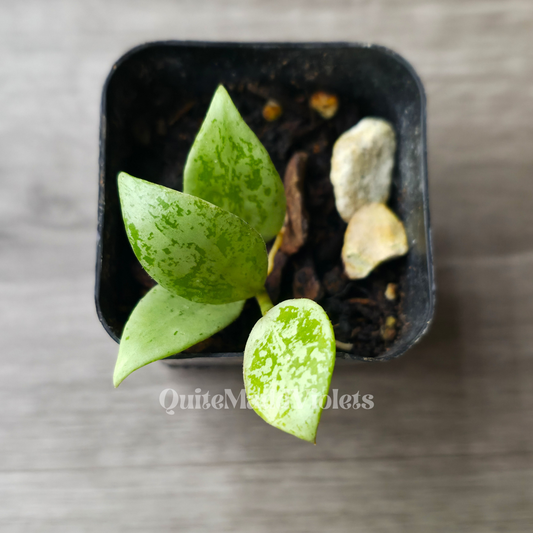 Hoya Lacunosa Tiger Skin