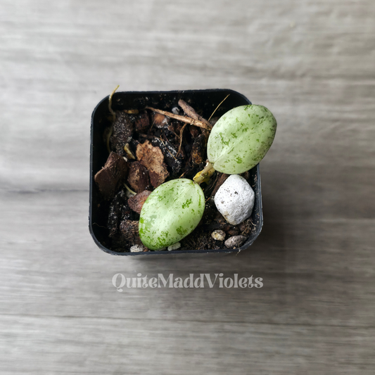 Hoya Lacunosa Sulcata