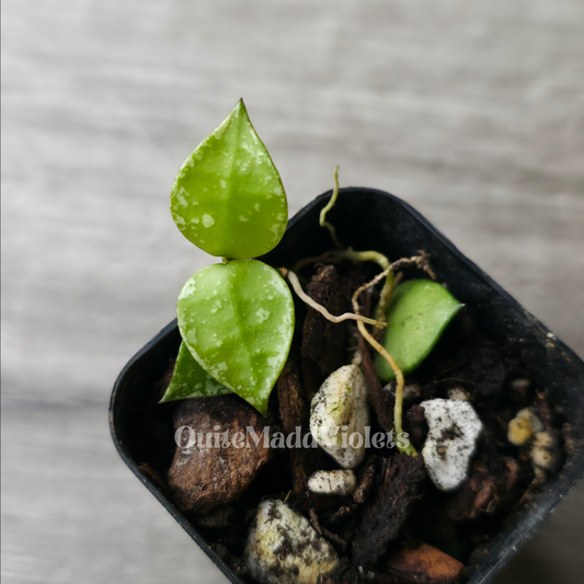 Hoya Krohniana Splash