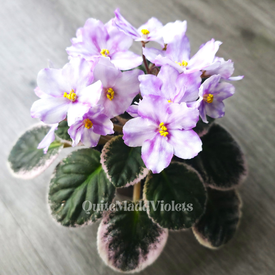 Rivermist Razzleberry