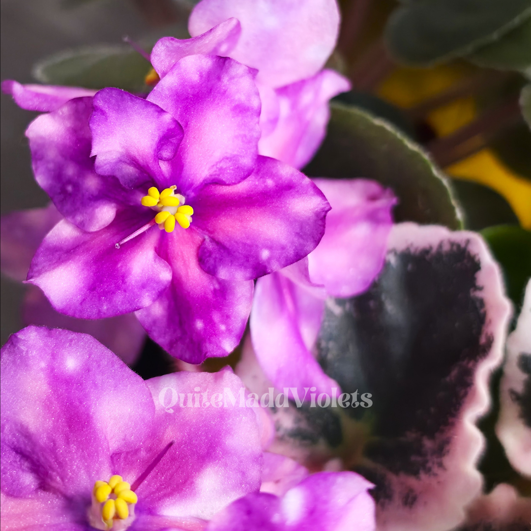 Dn-Tropical Bird (Dn-Tropichna Ptashka)