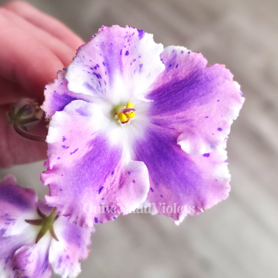 Ma's Love Me Not