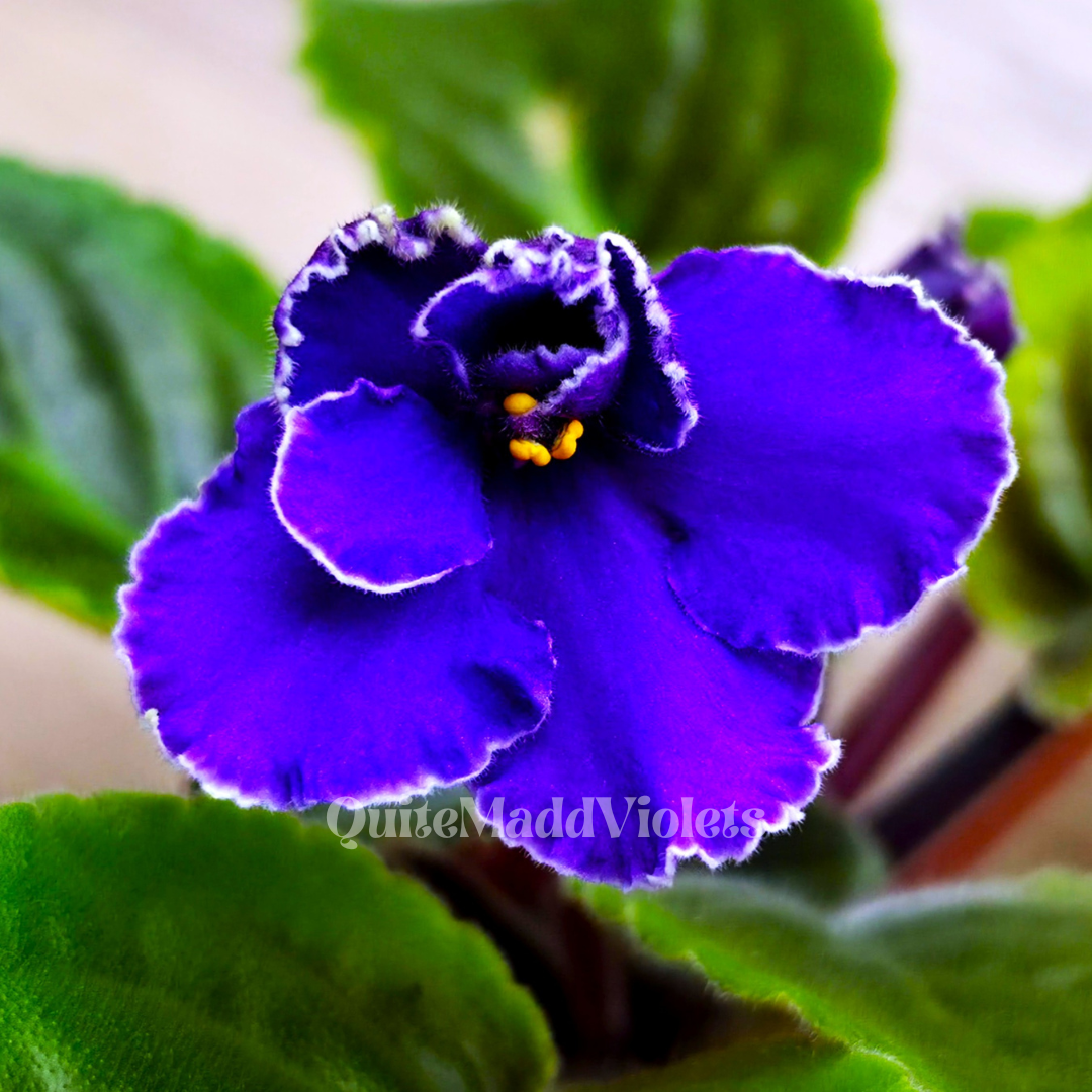 LE-Beautiful Creole (LE-Prekrasnaia Kreolka)