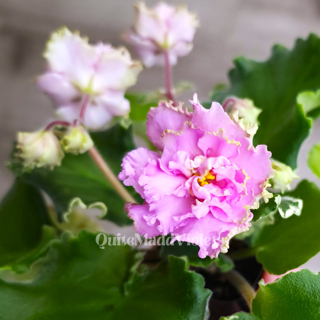 3 Plant African Violet Box