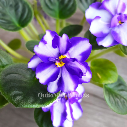 MK-Wind of Change Purple (MK-Veter Peremen Purple)