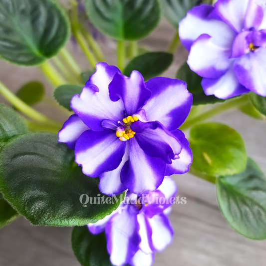 MK-Wind of Change Purple (MK-Veter Peremen Purple)