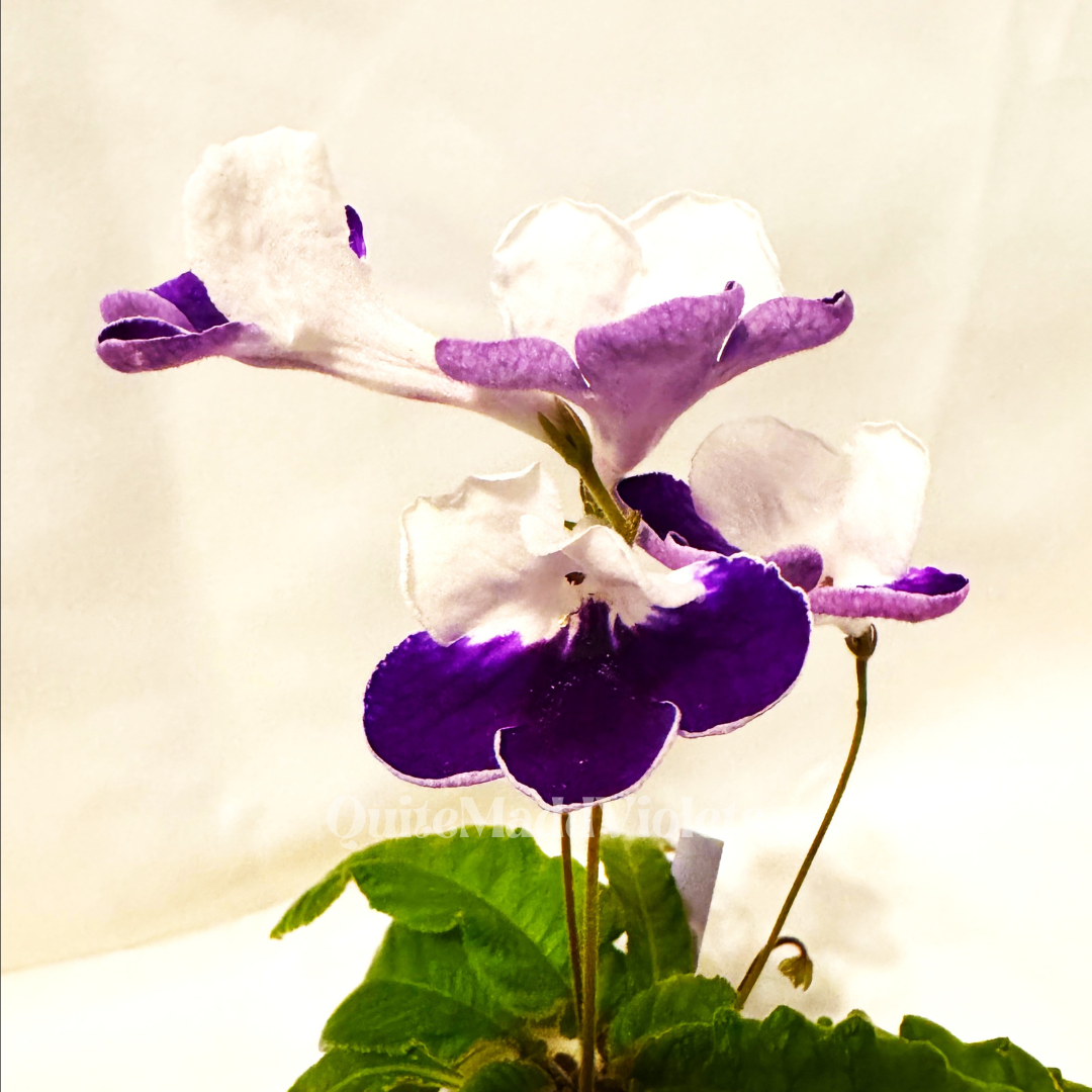 Harlequin Sapphire