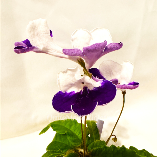 Harlequin Sapphire