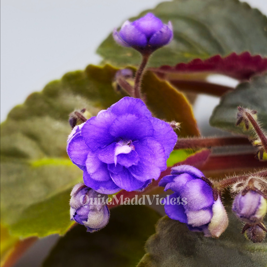Harmony's Blue Frills