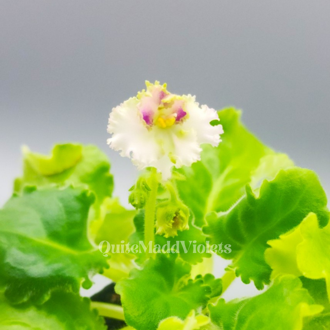 2 LEAVES -- Lime Jewel