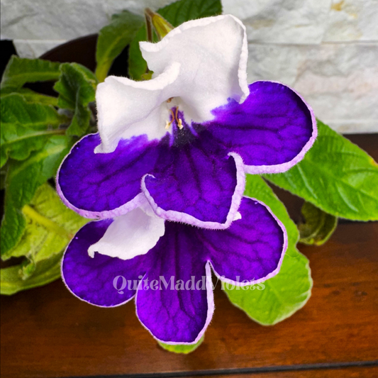 Harlequin Sapphire