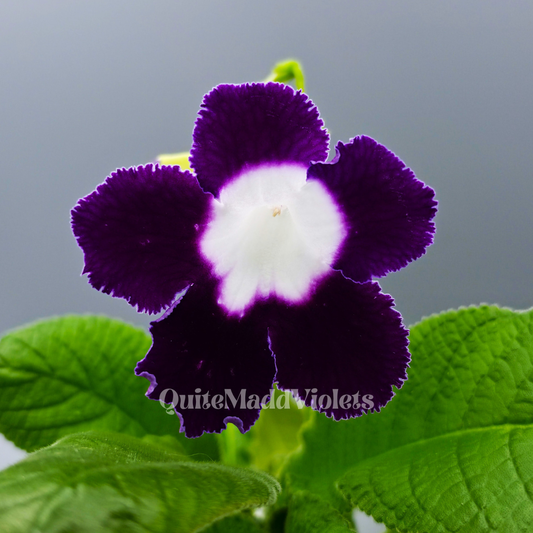 LE-Violetta