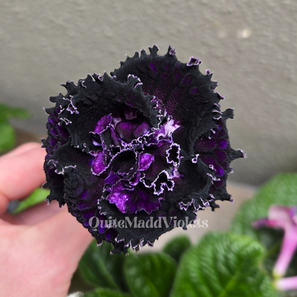 DS-Encre Noire