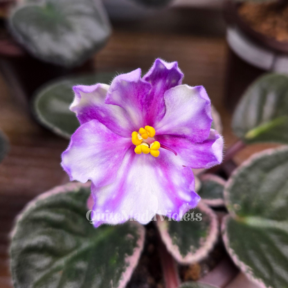 Rivermist Razzleberry