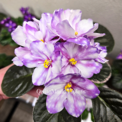 Rivermist Razzleberry