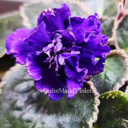 3 Plant African Violet Box