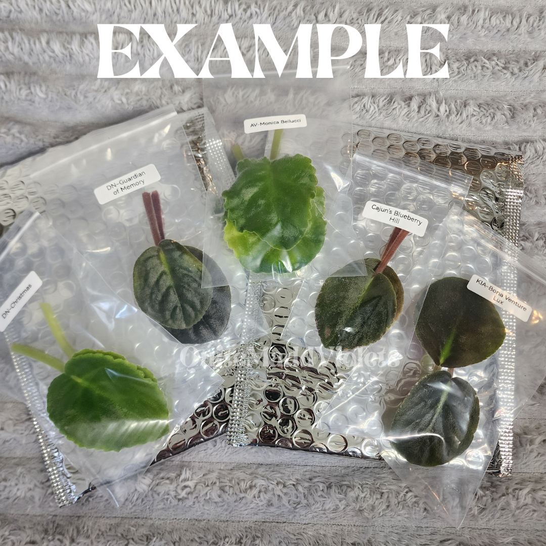 2 LEAVES -- KIA-Bona Venture Lux