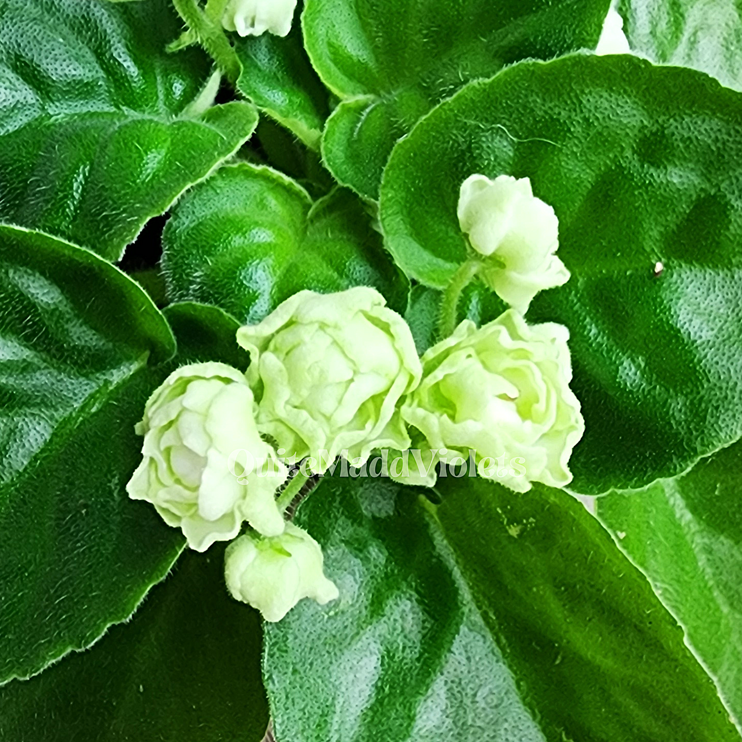 2 LEAVES -- Hunter's Cabbage Goddess