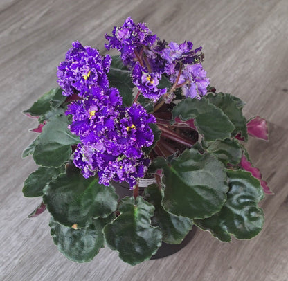 Alen-Night Rose Lux (Alen-Nichna Troyanda Lyuks)